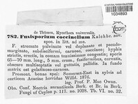 Fusisporium coccinellum image